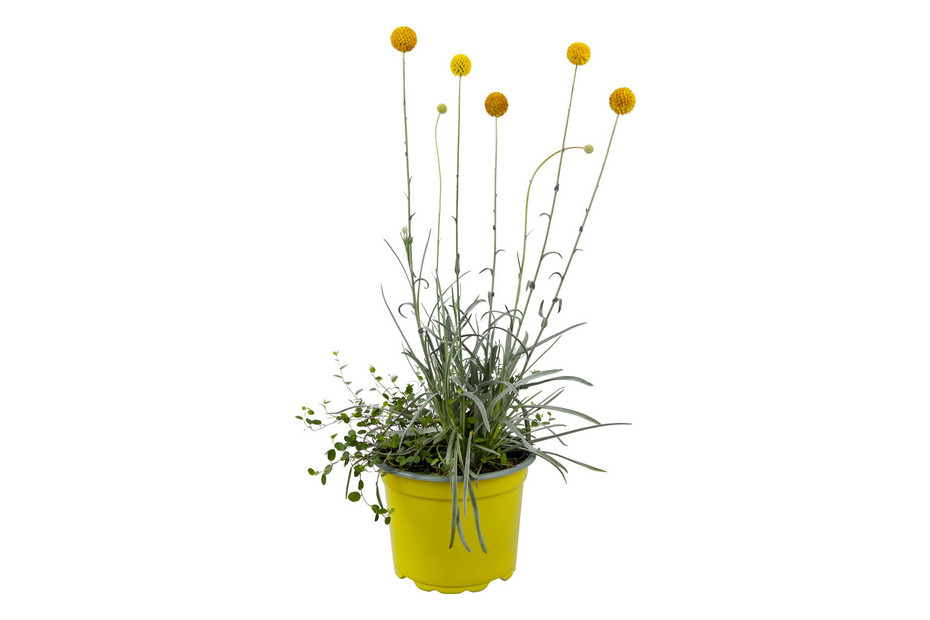 CRASPEDIA & MUEHLBECKIA P17 H50 kaufen bei JUMBO