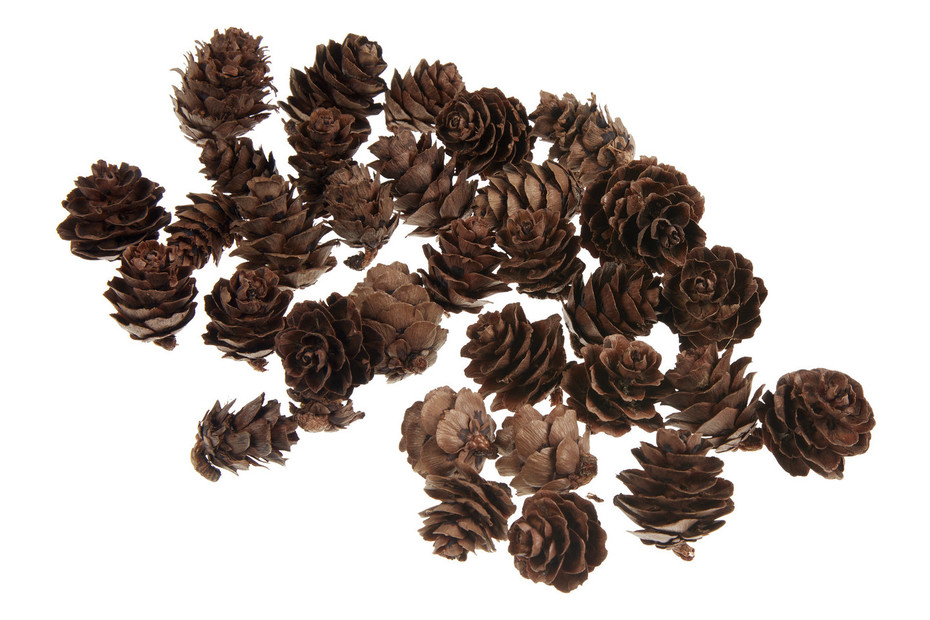 Glorex Tannenzapfen | 2-3 cm