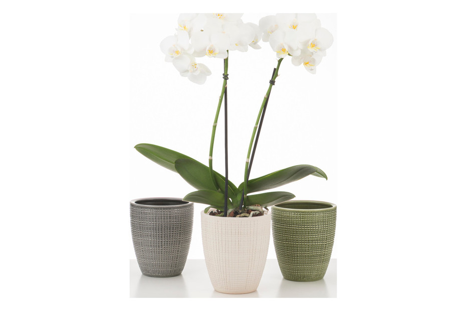 Scheurich Vaso per orchidee Vainilla | ⌀ 13 × 15 cm acquistare da Scheurich Vaso per orchidee Vainilla | ⌀ 13 × 15 cm acquistare da