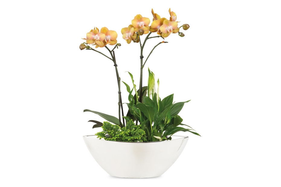 Orchideenschale MIRROR kaufen bei JUMBO