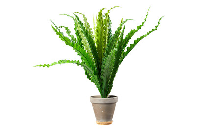 Image of Mica Künstliche Asplenium im Topf Grau | 66 × 54 cm