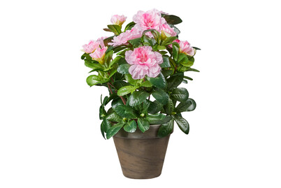 Image of Mica Azalee im Topf Grau | 20 × 27 cm