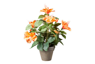Image of Mica Künstlicher Hibiskus Orange im Grauen Topf | 30 × 40 cm