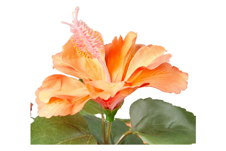 Fioritura e germoglio di ibisco arancione tropicale, stelo Fioritura e germoglio di ibisco arancione tropicale, stelo