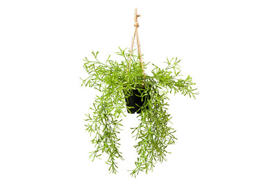 Image of Mica Rhipsalis Hängend | ⌀ 40 × 20 cm